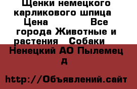 Щенки немецкого карликового шпица › Цена ­ 20 000 - Все города Животные и растения » Собаки   . Ненецкий АО,Пылемец д.